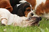 BASSET HOUND 079